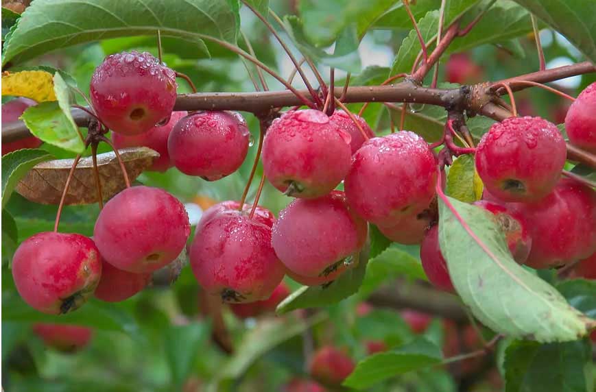 "Renetka Purpurovaja"